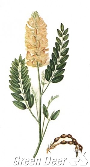 Софора обыкновенная - Pseudosophora alopecuroides I.